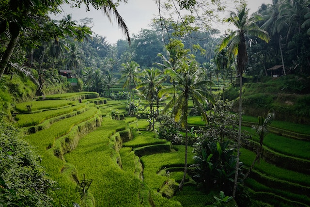 ubud (2)